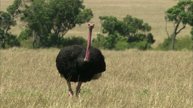 宽镜头鸵鸟走过草地与树木和热霾的背景/马赛马拉，肯尼亚视频下载