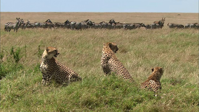 3只猎豹躺在草地上观看斑马群/肯尼亚马赛马拉视频素材