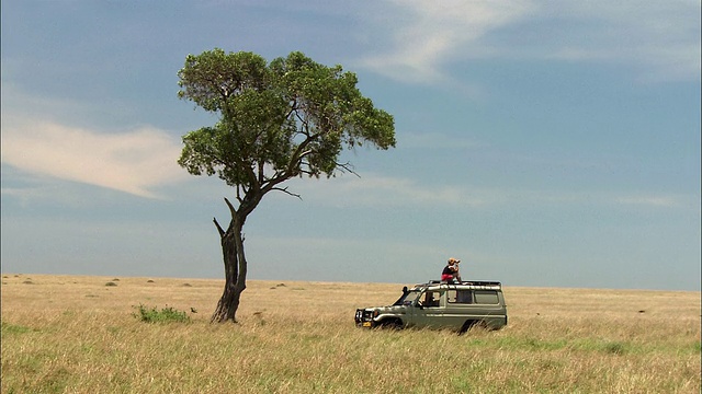 广角狩猎车停在金合欢树旁，一名妇女坐在屋顶上，带双筒望远镜，肯尼亚马赛马拉视频素材