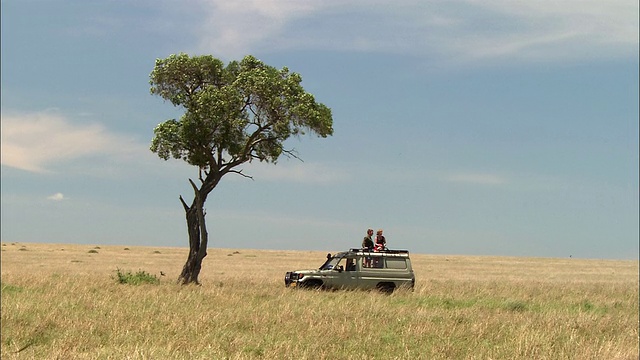 宽镜头狩猎车停在金合欢树旁，一对夫妇站在屋顶上/肯尼亚马赛马拉视频素材