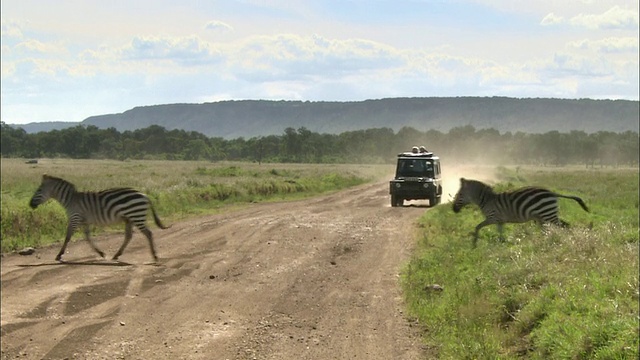 宽镜头狩猎车行驶在尘土飞扬的道路上，3匹斑马穿过马路/肯尼亚马赛马拉视频素材