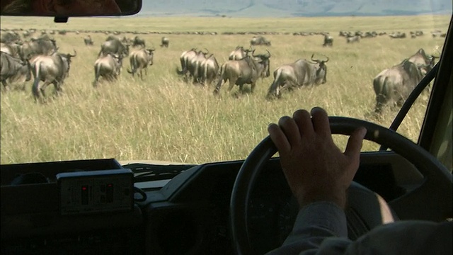 中等拍摄视角驾驶狩猎车辆通过迁徙的角马/马赛马拉，肯尼亚视频下载