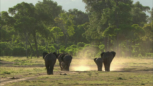 广角镜头大象家族走向树和制造尘埃云/马赛马拉，肯尼亚视频素材