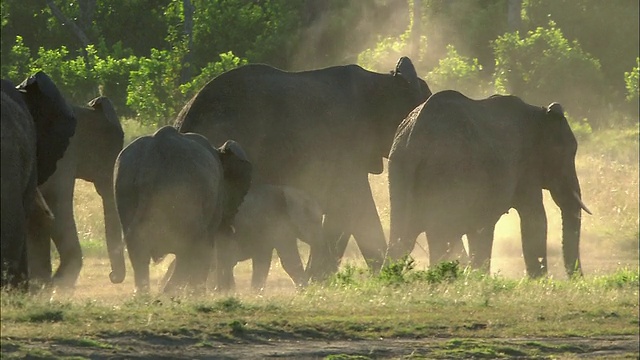 中景大象家族走向树和制造灰尘云/马赛马拉，肯尼亚视频素材