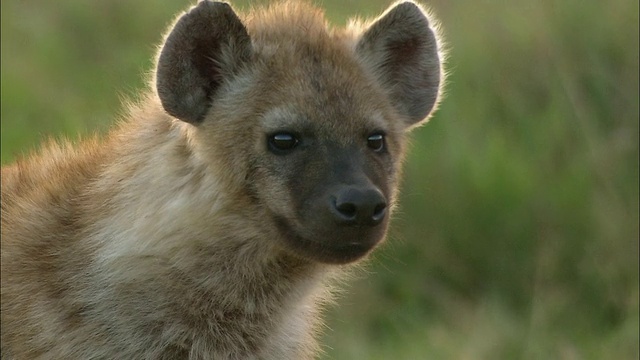 近距离看相机的鬣狗/四处张望/肯尼亚马赛马拉视频素材