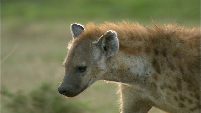 近距离观察鬣狗的行走、流口水和吐舌头/肯尼亚马赛马拉视频素材