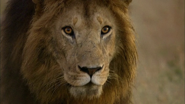 近距离的狮子走向CAM并四处张望/马赛马拉，肯尼视频素材