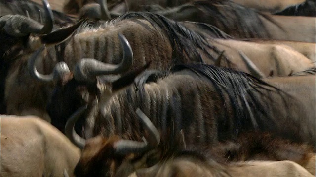 一群中等大小的角马在迁徙过程中紧紧地挤在一起奔跑/肯尼亚的马赛马拉视频素材