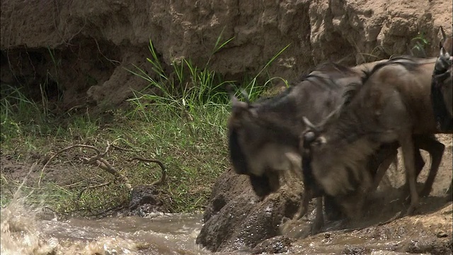在迁徙过程中，一群角马跳入河里游泳/肯尼亚马赛马拉视频下载