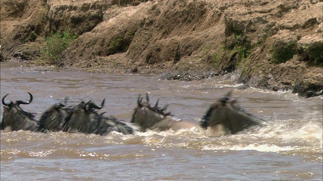 肯尼亚，从一群斑马到一群跳入马赛马拉河的迁徙角马视频下载