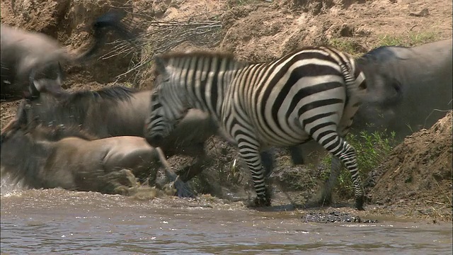 中景跟踪拍摄迁徙斑马跳进河与一群角马和游泳/马赛马拉，肯尼亚视频下载