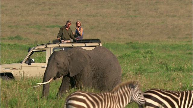中镜头夫妇在狩猎上的4x4 /说话和看大象+斑马/马赛马拉，肯尼亚视频素材
