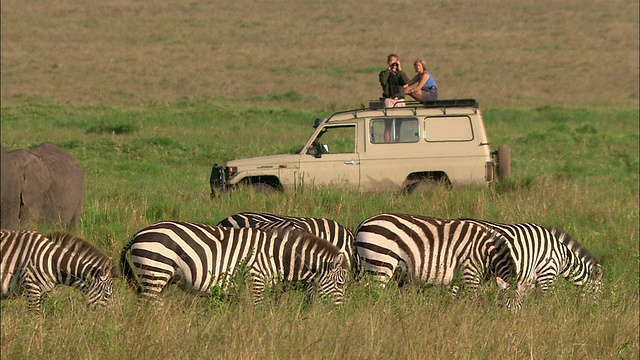 宽镜头夫妇在狩猎在草地上看着大象和斑马从4x4 /马赛马拉，肯尼亚视频素材