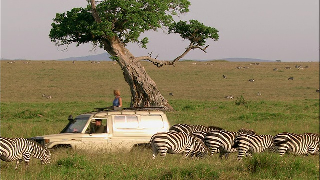 一对夫妇驾驶4x4越野车经过肯尼亚马赛马拉时，斑马在平原上吃草视频素材