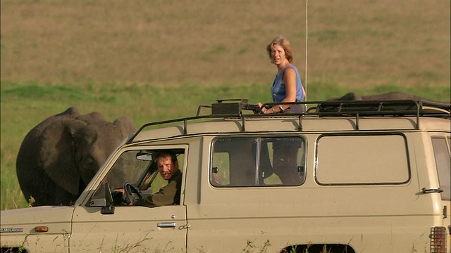 中等镜头夫妇在四乘四乘的狩猎旅行中骑过大象/男人加入女人在天窗/马赛马拉，肯尼亚视频素材