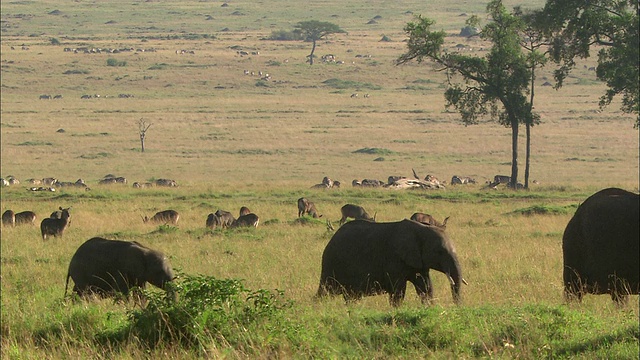 广角镜头大象群行走在非洲景观的前景，其他动物在背景/马赛马拉，肯尼亚视频素材