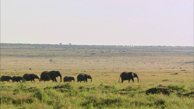 宽镜头非洲象群走过非洲的风景/马赛马拉，肯尼亚视频素材