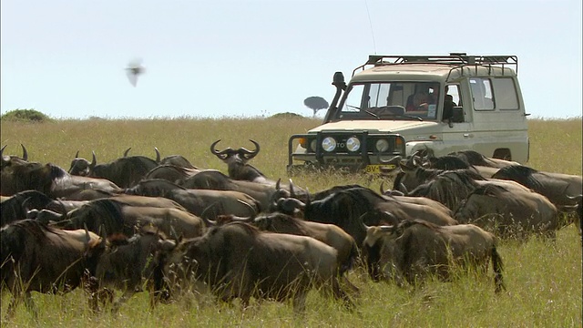 肯尼亚马赛马拉，一名男子开着狩猎车经过一群角马视频素材