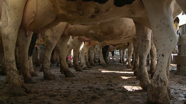 美国伊利诺斯州纽瓦克的一排奶牛视频素材