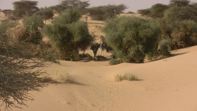 撒哈拉沙漠的WS ZO骆驼穿越绿洲/钦盖蒂，阿德拉，毛里塔尼亚视频下载