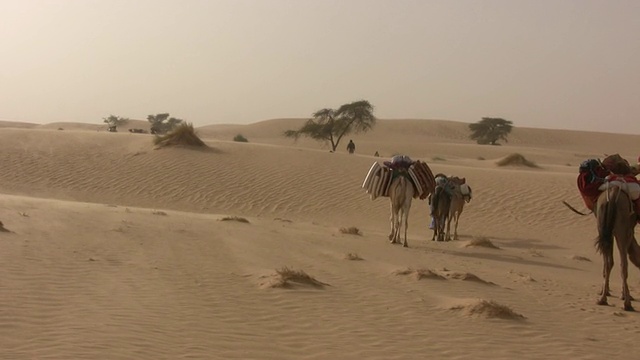 沙漠牧民带领骆驼/ Chinghetti, Adrar，毛里塔尼亚视频素材