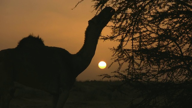 在阳光的照射下，骆驼吃干荆棘的剪影/扎加，阿德拉，毛里塔尼亚视频素材