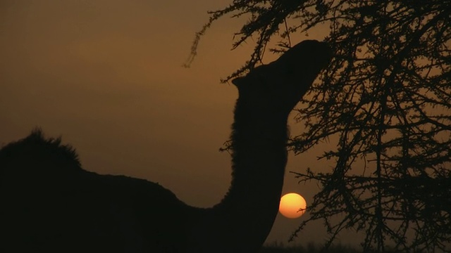 骆驼在阳光下拾起干燥的荆棘的剪影/ Zouerat, Tiris Zemmour，毛里塔尼亚视频素材
