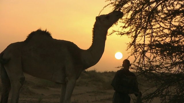 贝都因女士在拉树，而骆驼在捡干荆棘/ Zouerat, Tiris Zemmour，毛里塔尼亚视频素材