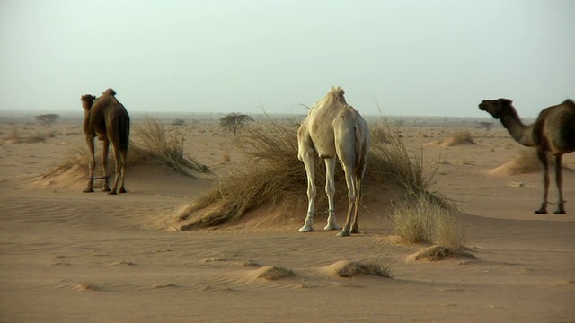 撒哈拉沙漠休息和进食的WS骆驼/ Zouerat, Tiris Zemmour，毛里塔尼亚视频素材