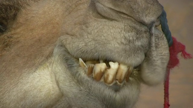 骆驼咀嚼沙漠/ Chinghetti，阿德拉，毛里塔尼亚视频素材