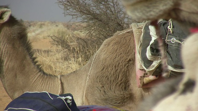 驮着行李的骆驼在沙漠中休息/毛里塔尼亚阿德拉的钦盖蒂视频素材