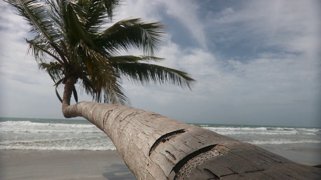 WS棕榈树倾斜在海洋/斯卡伯勒，多巴哥，特立尼达和多巴哥视频下载