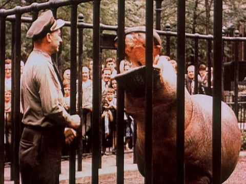 1960年，在美国，动物园管理员通过围栏/观众向河马张开的嘴扔食物视频下载