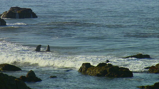 WS北部象海豹(Mirounga angustirostris)在太平洋海浪附近的圣西蒙，加利福尼亚，美国视频下载