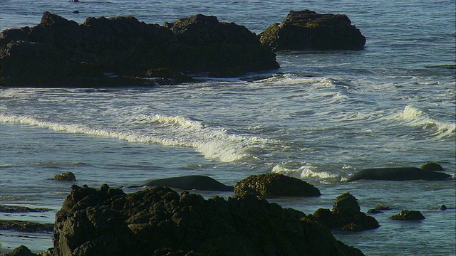 美国加利福尼亚州圣西蒙附近太平洋海浪中的WS北部象海豹(Mirounga angustirostris)视频下载