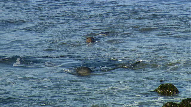 在美国加利福尼亚州圣西蒙附近的太平洋海浪中，北部象海豹(Mirounga angustirostris)正在打架视频下载