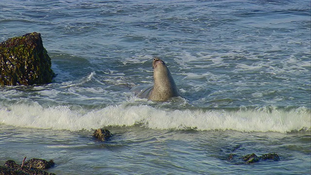 MS HA Northern Elephant Seal (Mirounga angustirostris)在美国加利福尼亚州圣西蒙附近的太平洋海浪中游泳视频下载