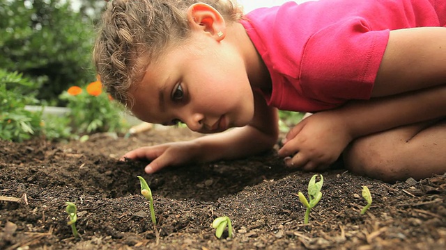 CU女孩(4-5)在花园看幼苗/里士满，弗吉尼亚州，美国视频素材