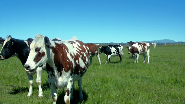 自然-好奇的牛视频素材