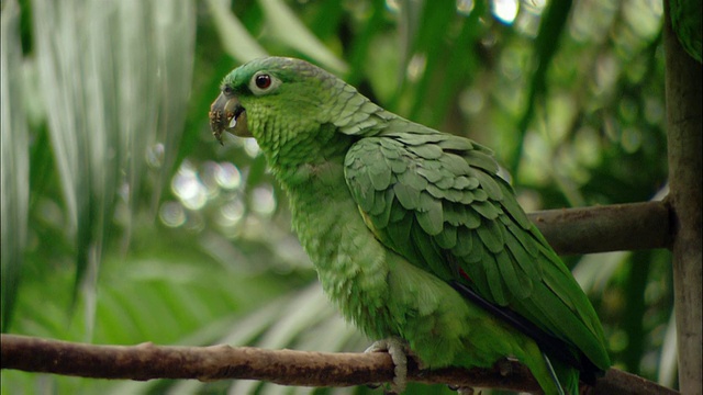 近距离的绿色鹦鹉站在树枝上/看相机和打哈欠/萨奇，哥斯达黎加视频下载