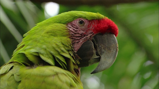 近距离观察绿色和红色的鹦鹉头/环顾四周/哥斯达黎加的萨奇视频素材