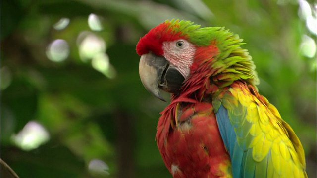 近距离的彩色鹦鹉在挠自己/看相机/哥斯达黎加的萨奇视频素材