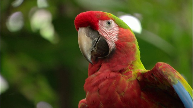 近距离观察彩色鹦鹉/哥斯达黎加萨奇视频素材