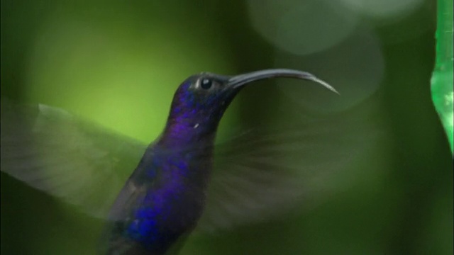 近距离观察蜂鸟栖息在雨林的树枝上/盘旋在喂食器/哥斯达黎加视频下载