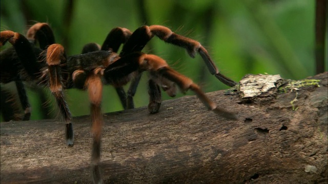 哥斯达黎加斑马狼蛛在树枝上爬行/哥斯达黎加视频下载