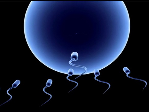 从精子到卵蓝(SD)视频素材