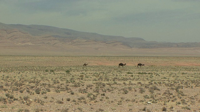 在摩洛哥的Ait Aissa Oubrahim沙漠中放牧的骆驼视频素材