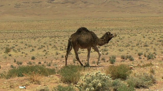 骆驼在沙漠的路边行走，Ait Aissa Oubrahim，摩洛哥视频素材