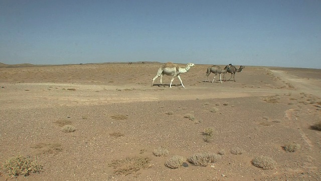 穿越沙漠的骆驼，摩洛哥梅尔祖加视频素材