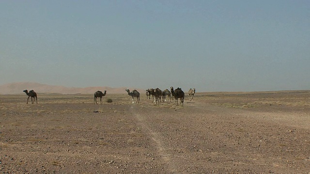 穿越沙漠的骆驼，摩洛哥梅尔祖加视频素材